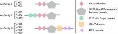 Advances in Chromodomain Helicase DNA-Binding (CHD) Proteins Regulating Stem Cell Differentiation and Human Diseases